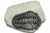 Pedinopariops Trilobite - Mrakib, Morocco #287699-3